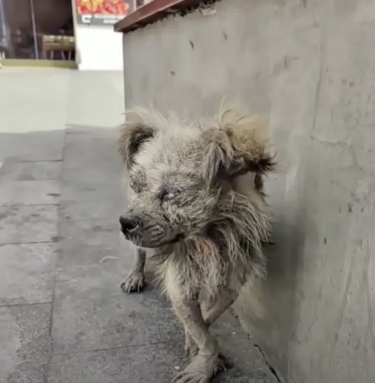 Woman Assists Elderly Stray, Discovers He’s Not an Old Dog at All